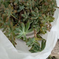 多肉植物☆2種の画像