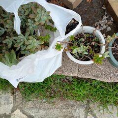 多肉植物☆2種の画像