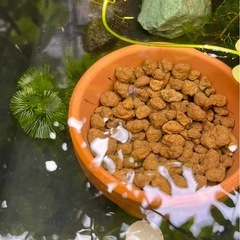 メダカ幹之×楊貴妃   の画像
