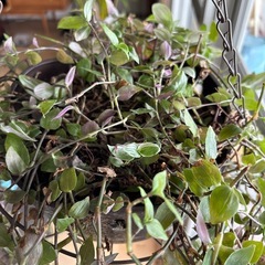 観葉植物　トラディスカンティアの画像