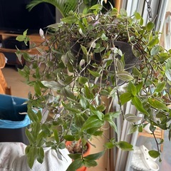 観葉植物　トラディスカンティアの画像