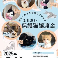 Cat 🐾Start　キャットスタート　💕保護猫ふれあい譲…