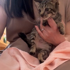 キジくん♡生後2〜3ヶ月♡子猫ちゃん2匹兄弟