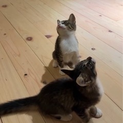 可愛い子猫♡長毛ちゃんと短毛くん♡生後3ヶ月