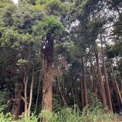 伐採した木の画像