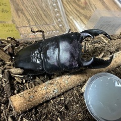 スマトラオオヒラタクワガタ♂90mmの画像