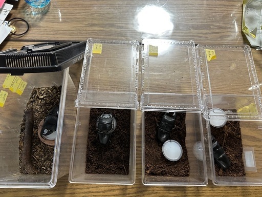 スマトラオオヒラタクワガタ♂90mm