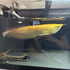 シルバーアロワナ　アルビノ　セミショート
の画像