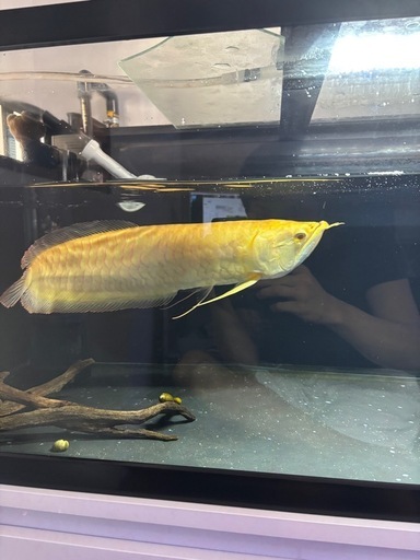 シルバーアロワナ　アルビノ　セミショート　50センチ