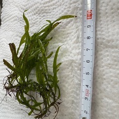 ミクロソリウムトライデント　水草の画像