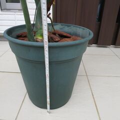 観葉植物　大型モンステラ　鉢植えの画像