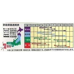 ブロッコリー苗★家庭菜園★美味しく育てようの画像
