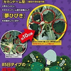 ブロッコリー苗★家庭菜園★美味しく育てようの画像