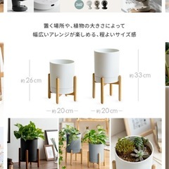 ①観葉植物　フィカス ルビーの画像