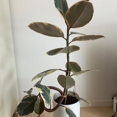①観葉植物　フィカス ルビーの画像