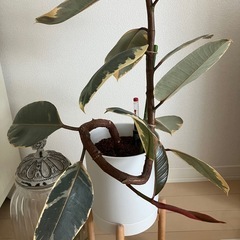 ①観葉植物　フィカス ルビーの画像