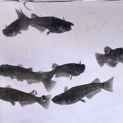曜変天目･若魚1ペア＋♀1〜メダカ めだかの画像