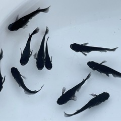 曜変天目･若魚1ペア＋♀1〜メダカ めだかの画像