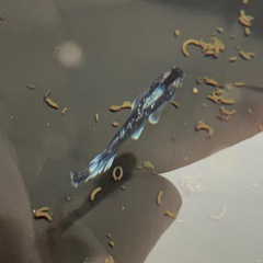 メダカ　真・ギャツビー2025 若成魚トリオの画像