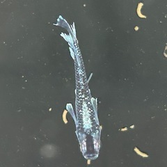 メダカ　真・ギャツビー2025 若成魚トリオの画像