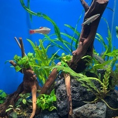 ハイグロフィラ ピンナティフィダ　水草の画像