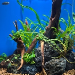 アヌビアス　ナナプチ　水草の画像
