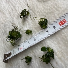 アヌビアス　ナナプチ　水草の画像