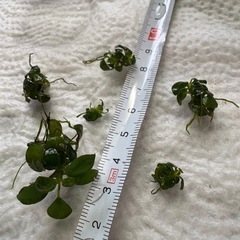 アヌビアス　ナナプチ　水草の画像