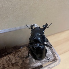 タランドゥスオオツヤクワガタの画像