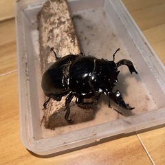 タランドゥスオオツヤクワガタの画像