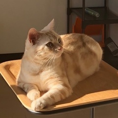 アメリカンショートヘア