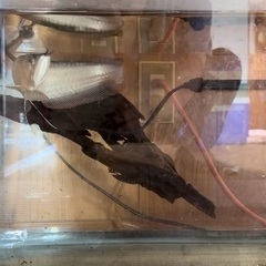 シルバーアロワナの画像