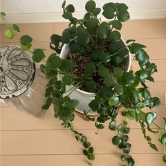 ①観葉植物　エスキナンサス タイピンク の画像