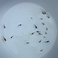 【現在40%off中！】【めだか】おろち　稚魚　ヒレ長　15匹の画像