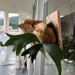 コウモリ蘭の画像