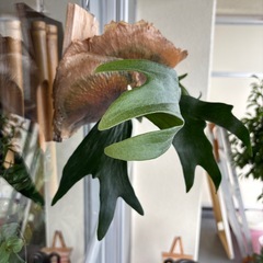 コウモリ蘭の画像