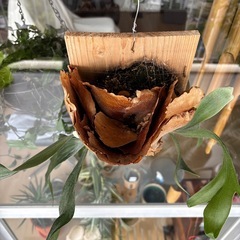 コウモリ蘭の画像