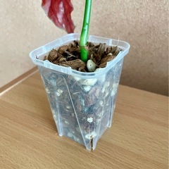 ベゴニア マグラータ　ねこチップ、ネガミエールに植え付け　観葉植物の画像