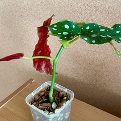 ベゴニア マグラータ　ねこチップ、ネガミエールに植え付け　観葉植物の画像