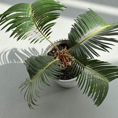 ソテツ　ミニサイズの画像