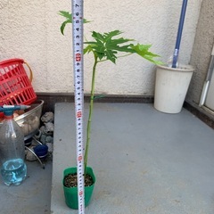 フルーツパパイヤ苗1株（45センチ前後＝残り10株）の画像