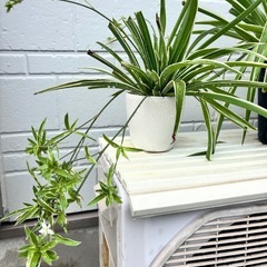 【観葉植物🪴】オリヅルラン 3鉢まとめの画像