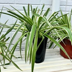 【観葉植物🪴】オリヅルラン 3鉢まとめの画像
