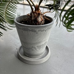 ソテツ　ミニサイズの画像