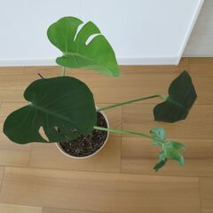 観葉植物　大型モンステラ　鉢植え　地上６０ｃｍ　鉢はプラスチックです　の画像