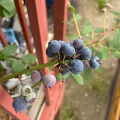 ブルーベリー　苗木　2本の画像