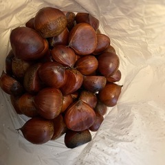 栗　くり
の画像