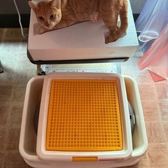 ペット用品 犬猫 トイレ 多頭飼い 全て差し上げますの画像