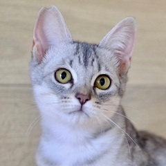 【希上（きがみ）】膝乗り猫・シルバータビー・男の子