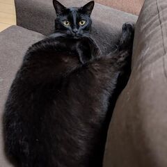 おもしろい黒猫オス１歳ちょっと。